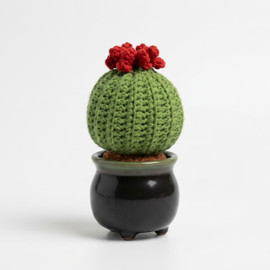 Round Cactus Kit