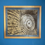 Ammonite II Engraving by Jason and Esme