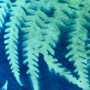 Multi Fern Square Velvet Cushion - Navy & Turquoise by Aline Johnson, Grange Gallery, Dorset