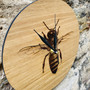 Bee, Oak Clock designed and made by Jason and Esme, Grange Gallery, Dorset