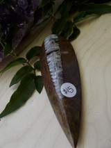 Orthoceras Fossil 1