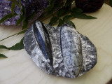 Orthoceras Twin Fossil