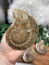 Large Ammonite Fossil Halves – Ancient Energy, Protection & Transformation Large Ammonite Fossil Halves – Ancient Energy, Protection & Transformation