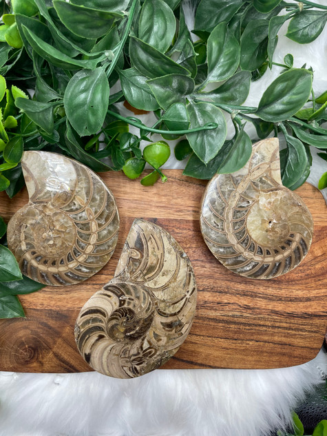 Large Ammonite Fossil Halves – Ancient Energy, Protection & Transformation Large Ammonite Fossil Halves – Ancient Energy, Protection & Transformation