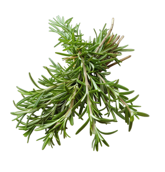 Organic Fresh Rosemary Bunch