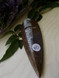 Orthoceras Fossil 1