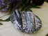 Orthoceras Twin Fossil