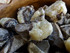 Septarian Chunk