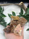 Wholesale lot of Citrine clusters with sparkling golden druzy points. Perfect for crystal shops, resale, gift boxes, abundance bowls, energy kits and uplifting displays.
