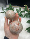 Wholesale set of 2 Sunstone spheres with warm peach and cream tones. A joyful crystal for confidence, positivity, creativity and uplifting energy.