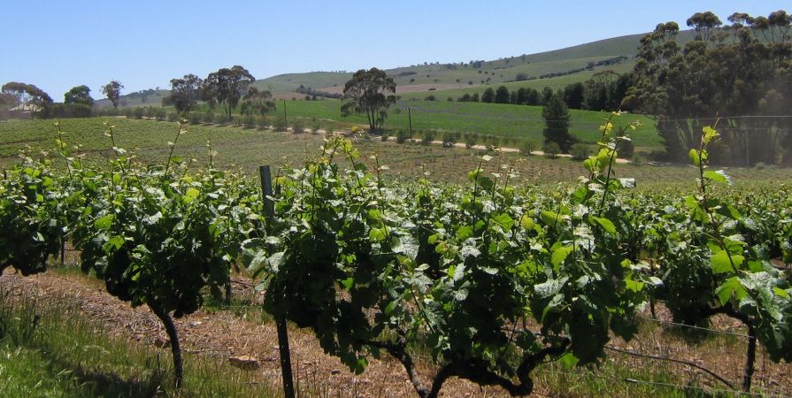 clare-valley.jpg