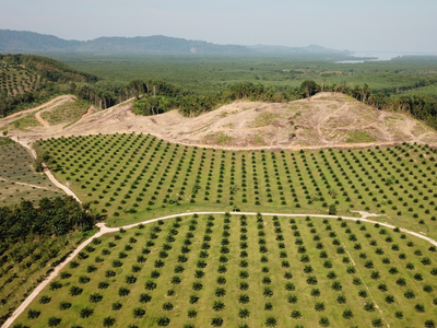 clear cutting for palm plantation