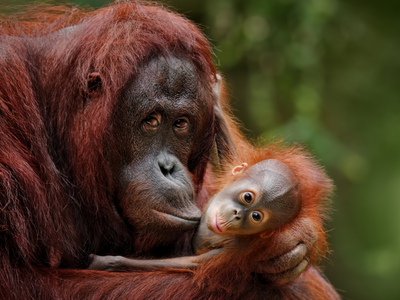 Orangutan mom and baby