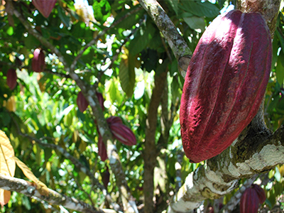 cacao pods on a tree