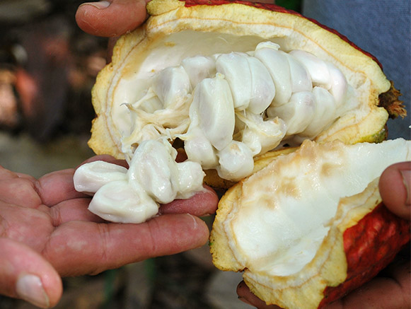 inside of a fresh cocoa pod