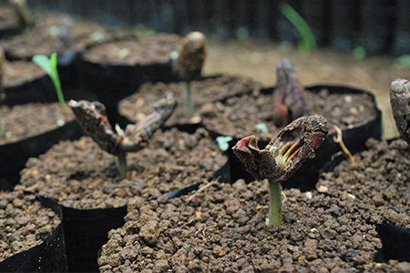 cacao tree seedlings