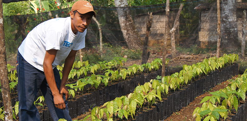 a cocoa farmer tending to new crops