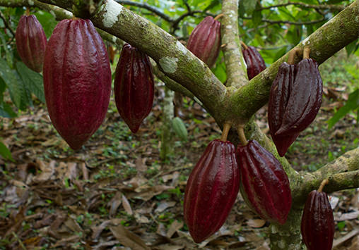 tree full of cocoa pods