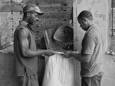 farmers filling sack with cocoa beans