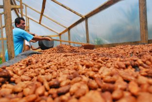 drying cacao beans