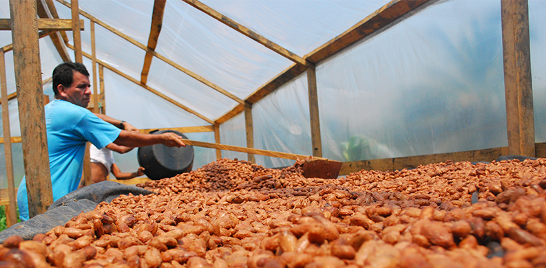 farmer raking cocoa beans to dry