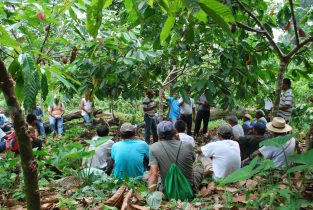 FUNDALACHUA farmers attend a Farmer Field School Training to learn cacao tree grafting techniques.