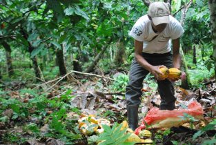 a FUNDALACHUA  farmer collects his cacao harvest