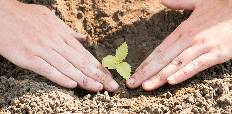 close up of hands planting a tree