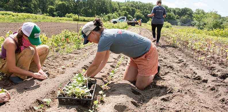 Meghan planting a flat of tree saplings