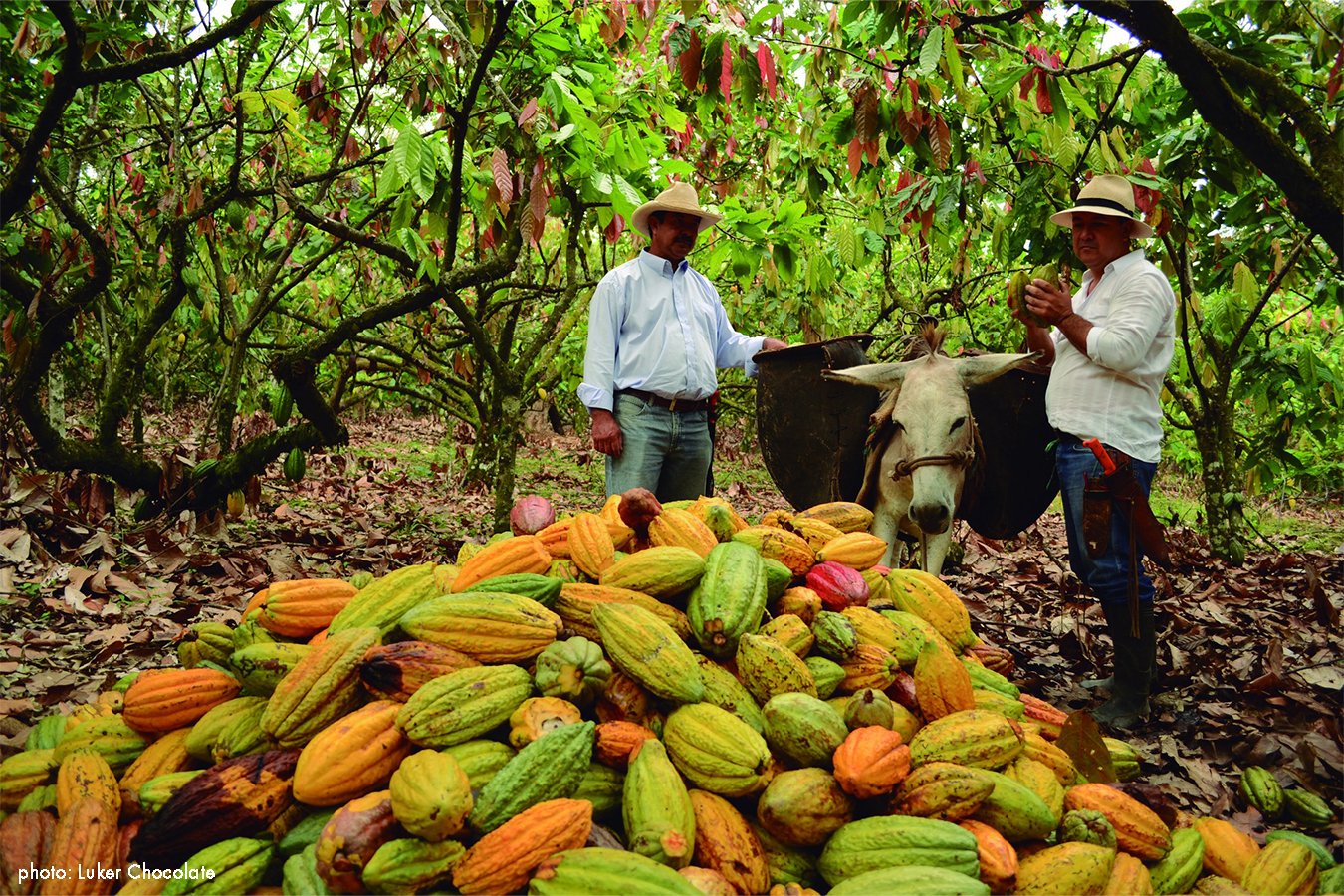 Colombian cocoa farmers