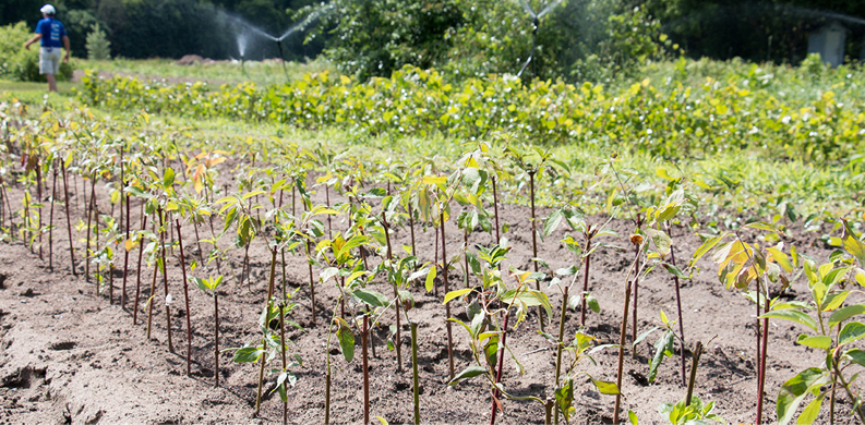 rows of tree saplings at the Intervale Conservation Nursery