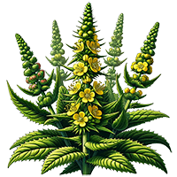 mullein plant