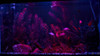 RGB LED light kit installed in fish tank aquarium