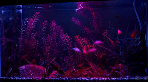 RGB LED light kit installed in fish tank aquarium