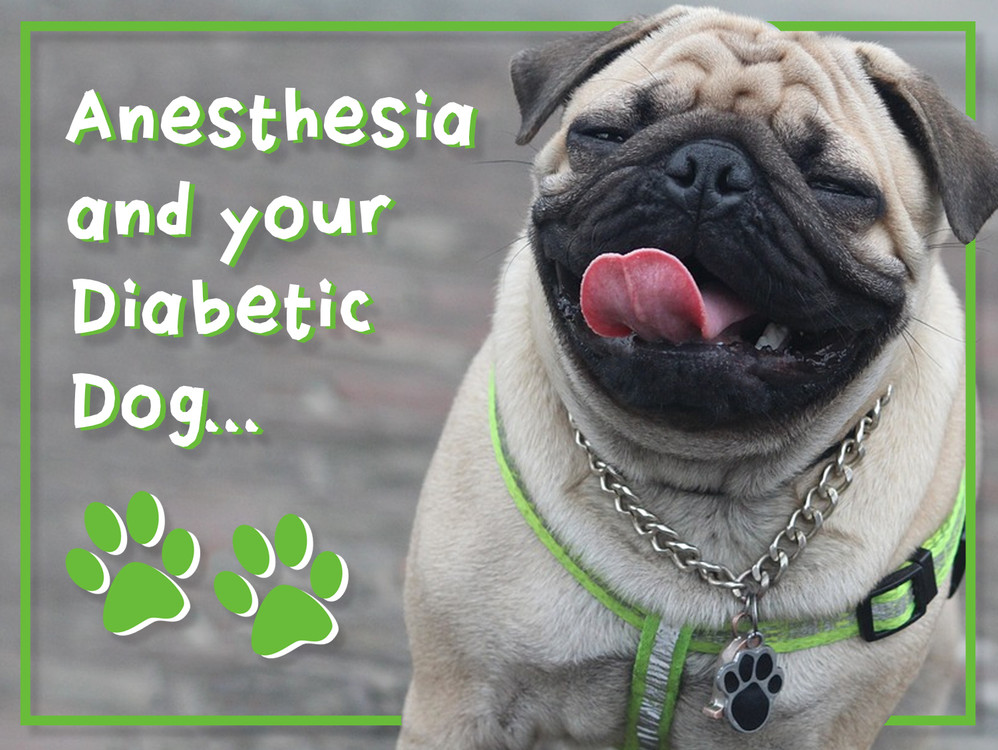 Can You Give A Dog Insulin On An Empty Stomach