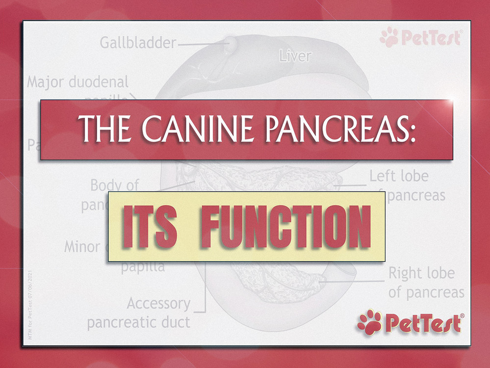 The Canine Pancreas: Its Function - PetTest by Advocate