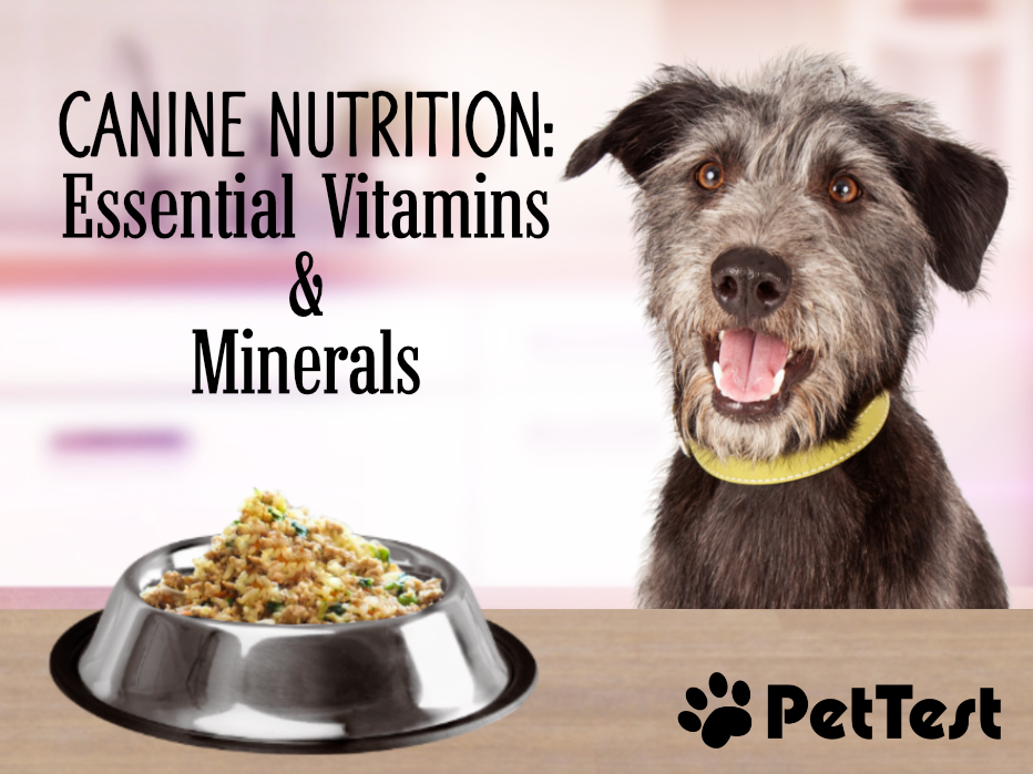 Picture of Canine Nutrition: The Essential Vitamins and Minerals - PetTest by Advocate