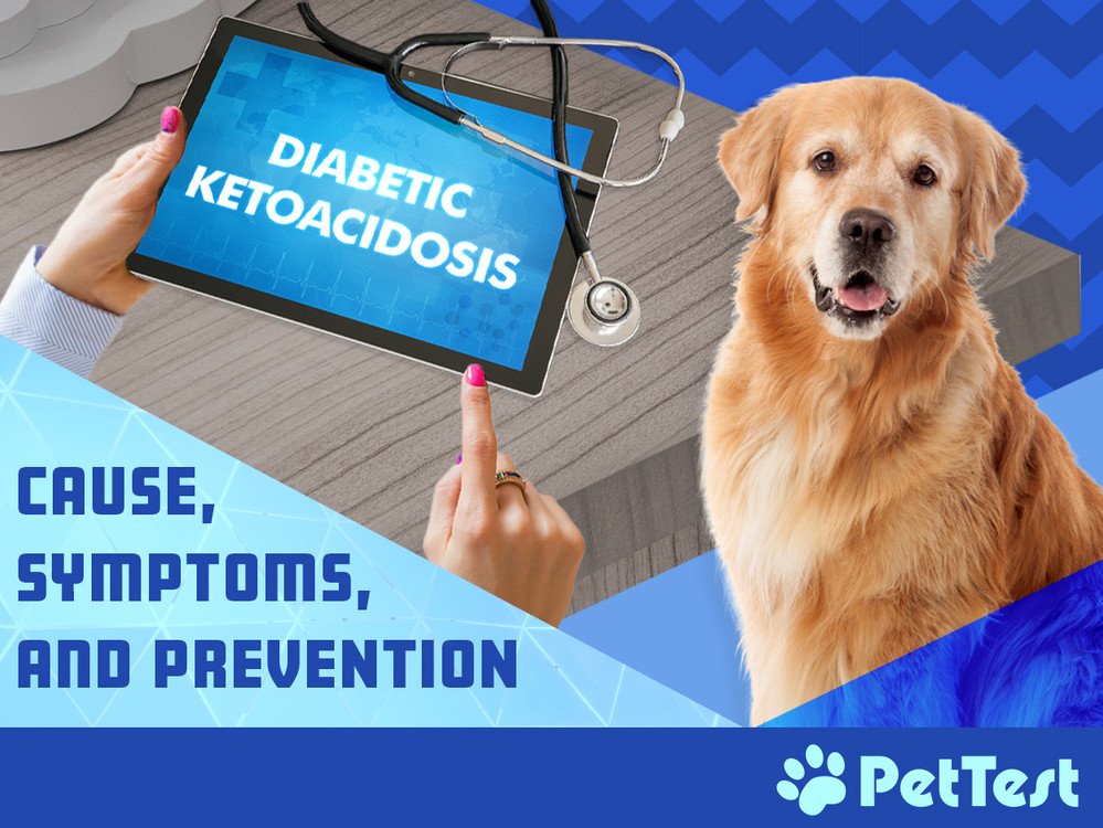 DKA symptoms and diabetic ketoacidosis in dogs