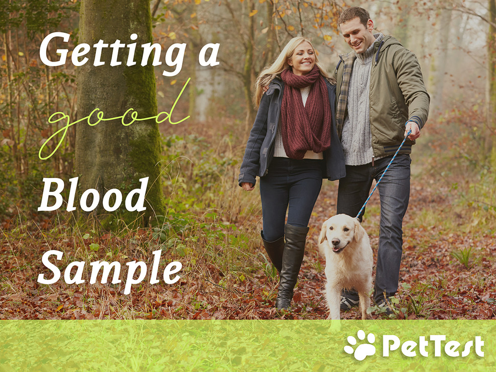 Getting a Good Blood Sample - PetTest by Advocate