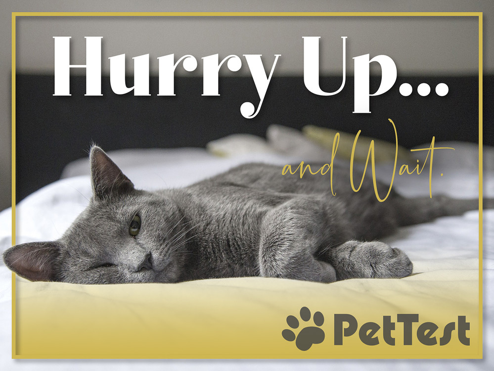 Hurry up and wait pettest by advocate