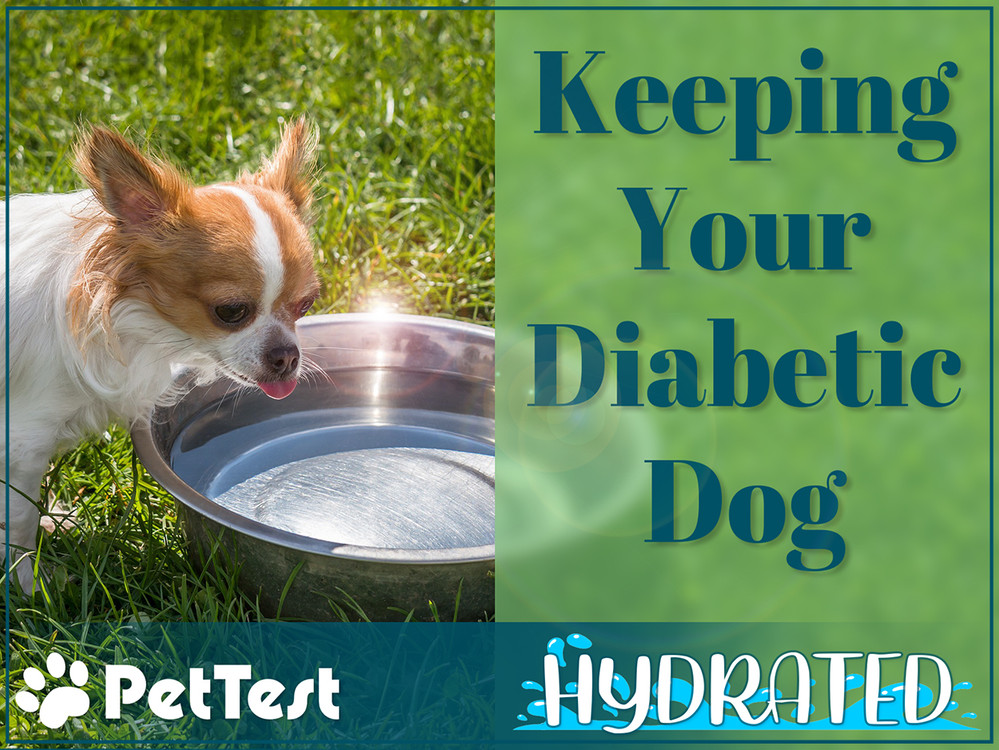 Keeping Your Diabetic Dog Hydrated PetTest by Advocate