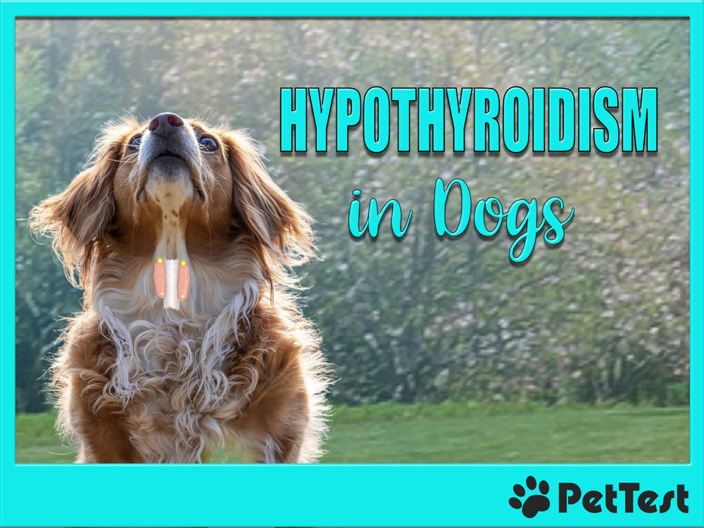 View of Hypothyroidism in Dogs - PetTest by Advocate