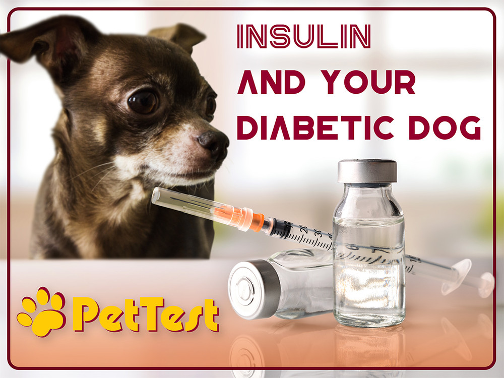 how long between insulin shots for dogs