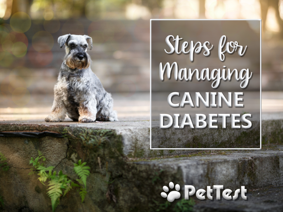 Steps for Managing Canine Diabetes PetTest by Advocate