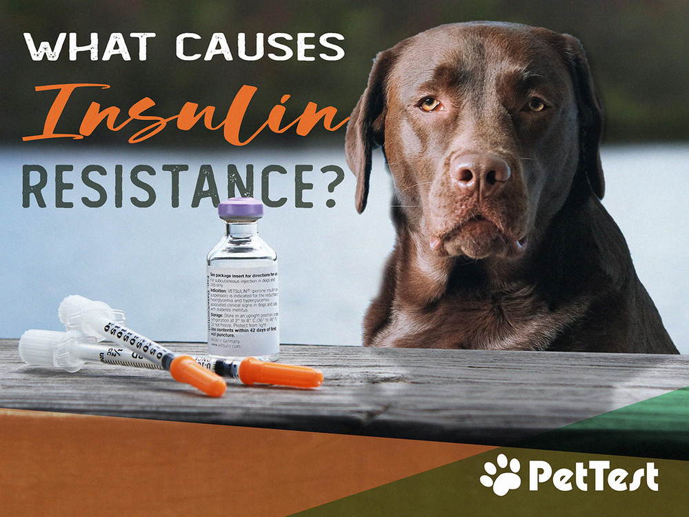 Canine sales insulin resistance