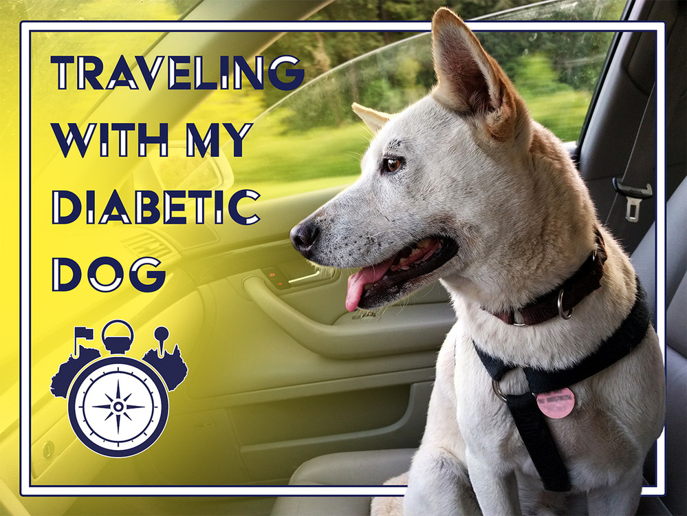 Traveling With My Diabetic Dog PetTest by Advocate