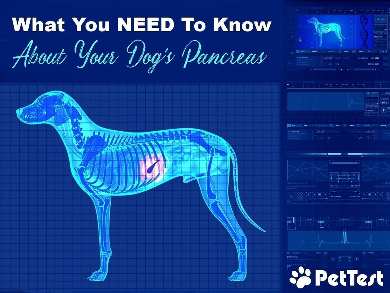 Functions of the Canine Pancreas - PetTest by Advocate
