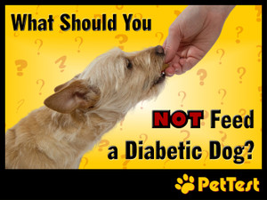 do you have to feed a diabetic dog