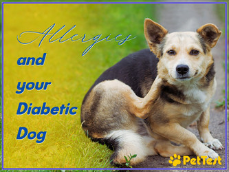 ​It’s That Time of Year Again… Allergies and Your Diabetic Dog