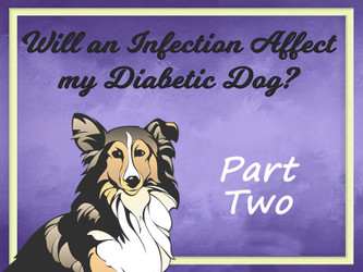 Will An Infection Affect My Diabetic Dog? Part Two Will An Infection Affect My Diabetic Dog? Part Two